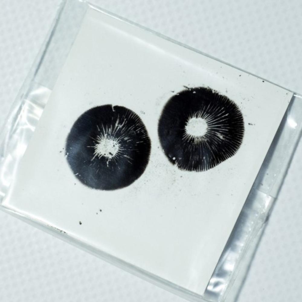 Spore Print Microscopy Kit – Mycolab Spore Store
